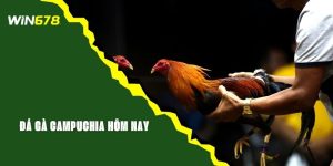 Xem Đá Gà Campuchia Hôm Nay Trực Tiếp Trên Web WIN678