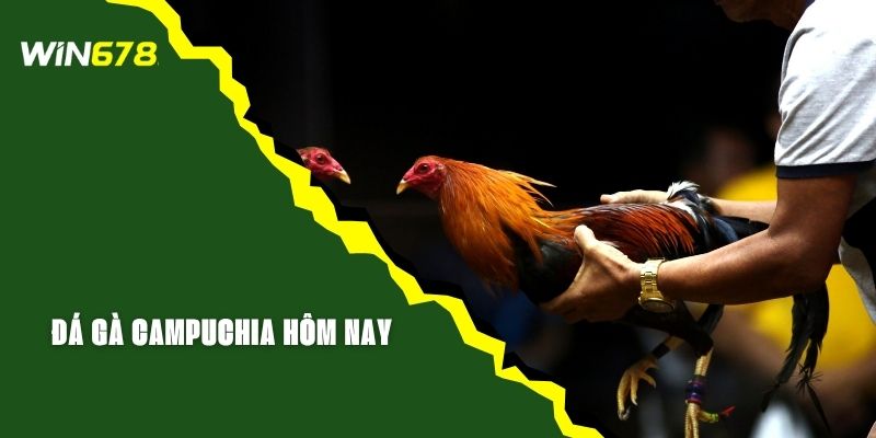 Xem Đá Gà Campuchia Hôm Nay Trực Tiếp Trên Web WIN678
